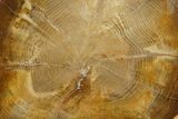Golden Petrified Wood (Oak) Round - Stinking Water Creek, Oregon #366001-1